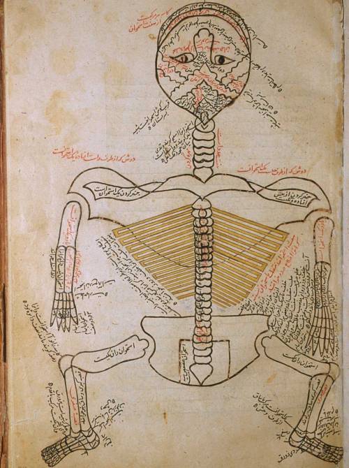 mucholderthen:Persian Anatomical Illustrations, ca. 1390from Mansur’s Anatomy, the Tashrīḥi Manṣūr