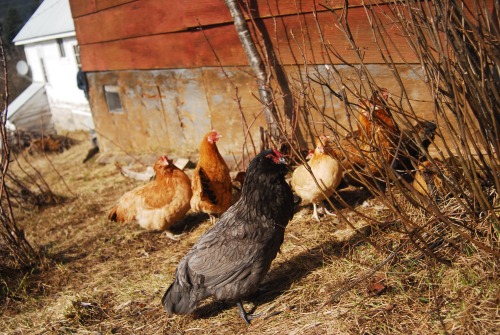 Meet Jean Grey, she is metal as FUCK.She came to us from a neighbour who lost his whole flock to a L