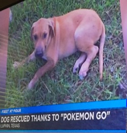 fuckyeahtx:  ralfmaximus:  semendrools:  mynightvalethoughts:  Can this game get any better??  pokemon go is trying to save 2016 so hard  HIS NAME IS POKEY!  Your moment of zen, Texas. 