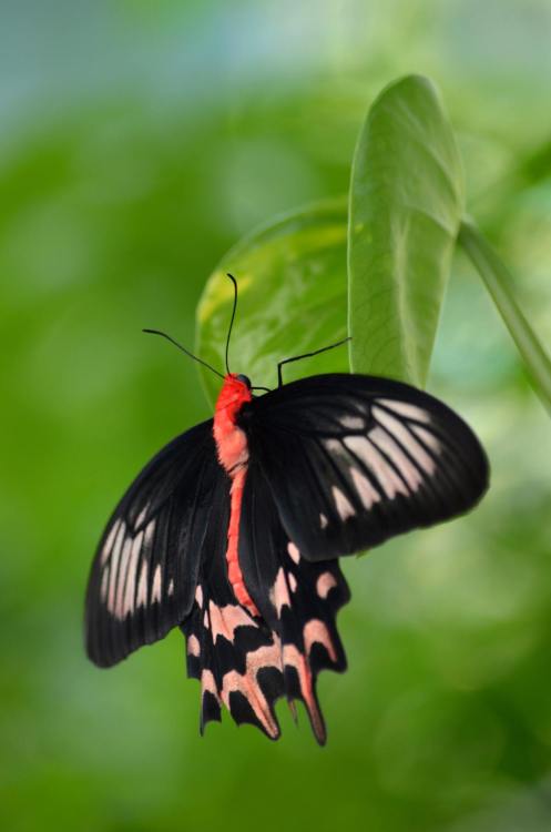 Butterfly Jungle | photos by Ion Moe