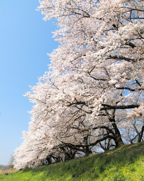 2017 Cherry-blossom viewing by shinichiro* 京都府八幡市 背割堤 flic.kr/p/U1EdTZ