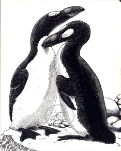 comixqueen: Great Auk pair in scratchboard I made for my science illustration course back in December. I finally got around to scanning it!   You guys know how I love to make myself cry with extinct birds…   