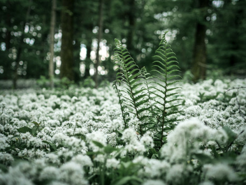 floralls: Blooming Bear’s Garlic by daniel.frauchiger