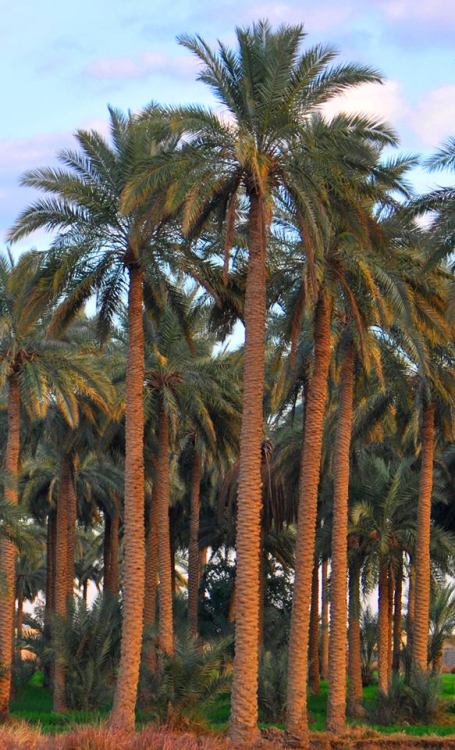 https://gazwanalkhwam.tumblr.com/post/92985533016