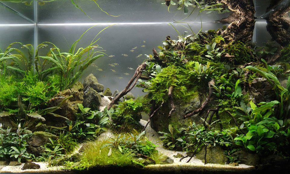 Bucephalandra Aquascape tank