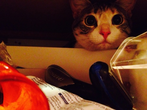 fuckyeahfelines:  (submitted by Lucy)