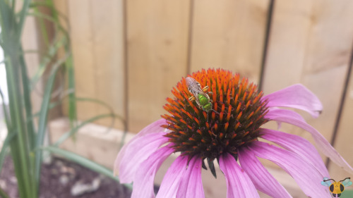 Bicolored Striped-Sweat Bee - Agapostemon virescensMost Bees are associated with colors like yellow 