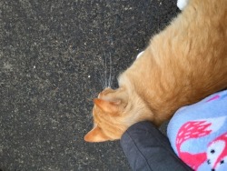 Hi Alex! At my friends apartment complex there’s this cat named Ed that loves people so much! he always demands pets! He’s the fluffiest babe and I love him so much 💕I tried to take a picture of his face but he kept going forward and rubbing against