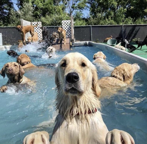animalforum: Who’s up for a pool party? ☀️