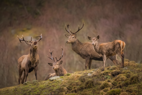 tulipnight:  The first sign of spring by Jørn Allan Pedersen 