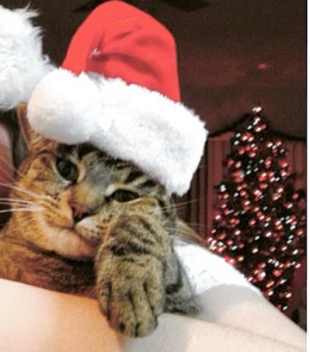 Santa Claws(submitted by @nicksexyflawless)
