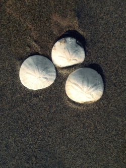 liketotallyduder:  Sand Dollars at Ocean