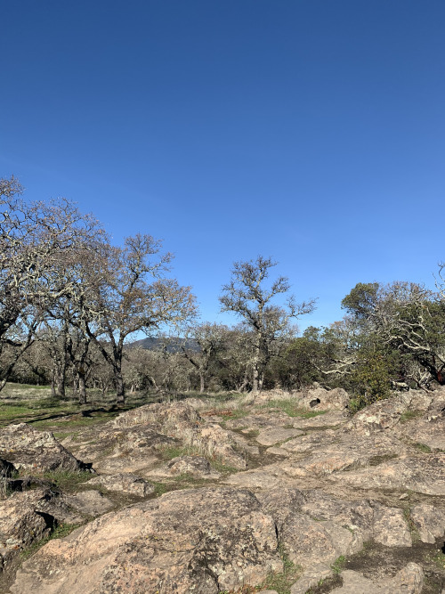 Morning hikes in winter are my favorite. January in California brings the start of the grass turning