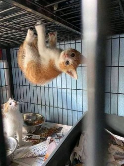 catasters: