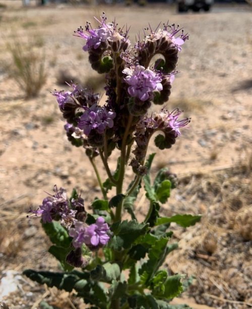 Desert Rose. #Sting #MusicLovers #modernclassic #flower #Texas #Iphome #Desert #nature #Life #purple