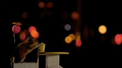 gifsboom:Video: Tiny Hamster Has the Best Day Ever at Disney World