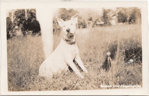 Bull Terrier, dated 1927