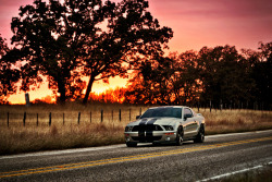 JUST THE COOLEST MUSTANGS