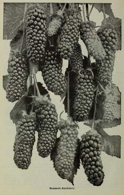 nemfrog:Mammoth blackberry.  Vineland Nurseries Company Catalogue. 1912.