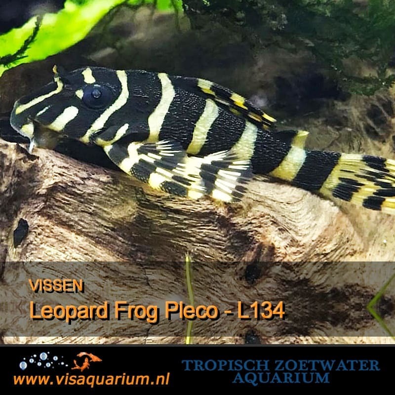 Aquarium vissen : Leopard frog pleco - L134
#aquarium #vissen #aquariums #aquariumvissen #visaquarium #aquaria 🐠
https://www.instagram.com/p/BuOmhPygMkU/?utm_source=ig_tumblr_share&igshid=1jz54d6vzt7cz