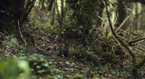 cinemawithoutpeople: Cinema without people: The Lobster (second pass) (2015, Yorgos Lanthimos, dir.)