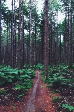 wolverxne:  New Zealand Forest | by: { SJROSS }