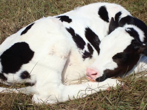 wilwheaton: The story of the cow who wished she was a dog.