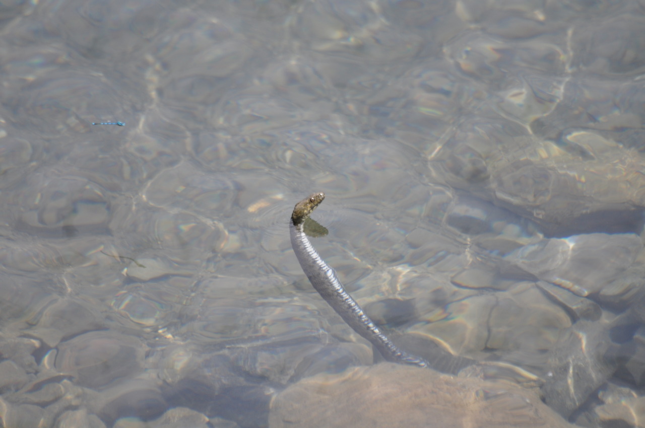 rate-my-reptile:  hunting-for-beasts:  This lil guy was just chillin’ in the water
