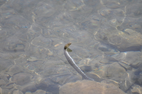 rate-my-reptile:  hunting-for-beasts:  This lil guy was just chillin’ in the water when suddenly boop a dragonfly landed on its snoot.  tip-onn-buggz 