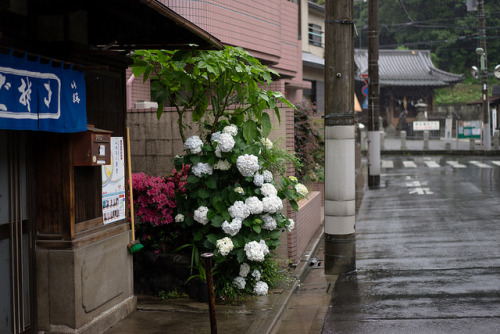 kuroyuki: rainy season #1 by ubic from tokyo on Flickr. Über Flickr: 東京　池上 Ikegami, Tokyo SONY 