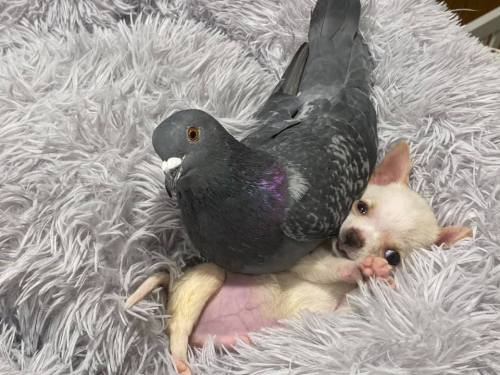 catsbeaversandducks: Pigeon that Can’t Fly and Special Needs Chihuahua Form Fast Friendship at New York Rescue The interspecies friends met at The Mia Foundation, a non-profit that helps pets with birth defects. Full story HERE 