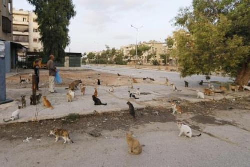 catsbeaversandducks: Alaa, an ambulance driver, feeds cats in Masaken Hanano in Aleppo. Alaa buys ab