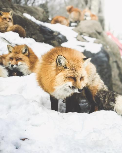 everythingfox: “This Japanese fox sanctuary was a true hidden gem“Taken from Reddit