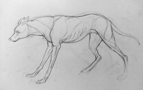 skoolmunkee:  malinfalch:  drew greyhounds in class this week!  oh, look at those sweeties! My friend and I went to a life drawing class series and we kept saying I should draw Union like life drawing and… I never did… :( 