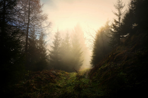 phoenixfeatherxlight: ©Andrea Effulge~all rights reserved~ If you want, you can also visit me o