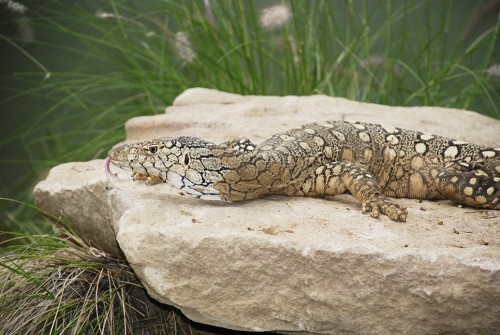 reptilesrevolution:  Perentie Monitor Lizards adult photos