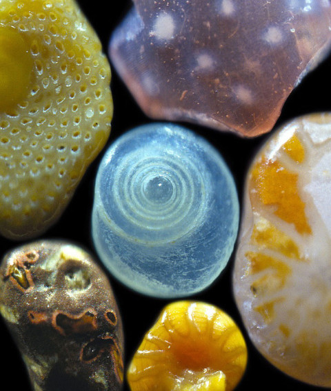 odditiesoflife:  Tiny Grains of Sand Magnified 100-300 Times Who knew sand could look so incredibly colorful and unique? Gary Greenberg, that’s who, whose incredible macro photography techniques reveal each grain of sand to be a kaleidoscope of color
