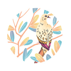 theemilydahl:Morning Dove