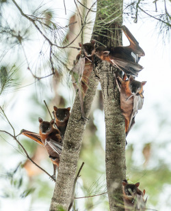 batsjustbats:  Friends in a Pine Tree 
