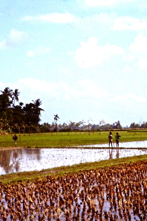 Padi, Bali, Indonesia, 1979.