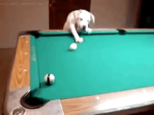 jaidefinichon:  Snooker playing dog.