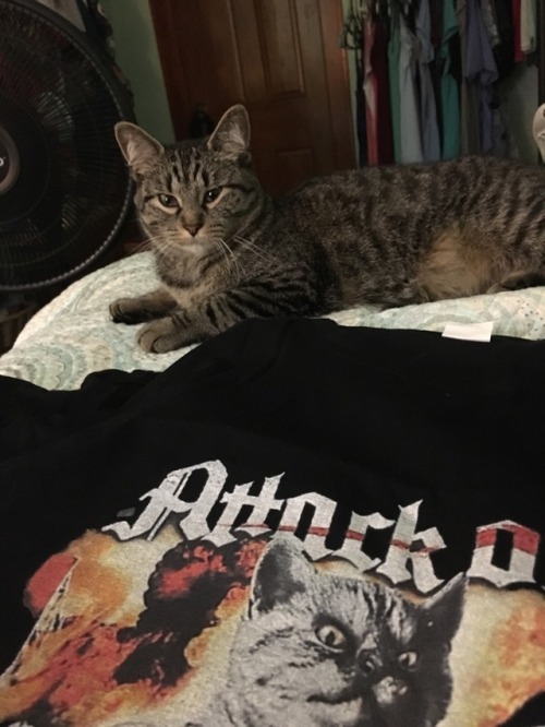 My attack on kitten spoof shirt I’ve been wanting for so long finally came!! Of course my cat heard 
