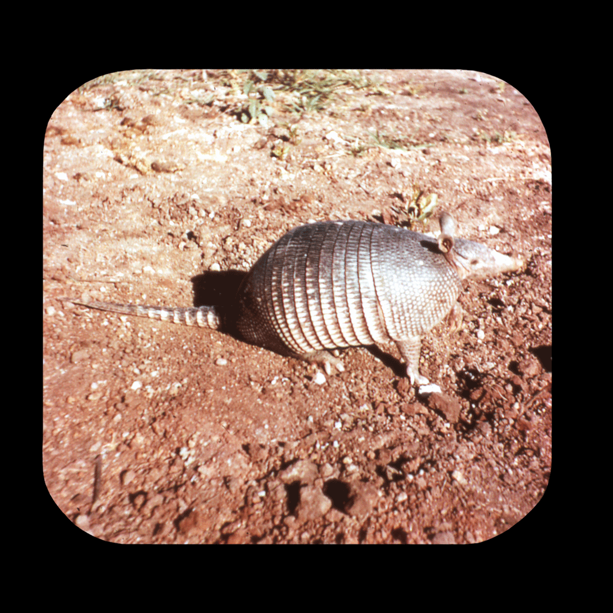 The Vintage View-Master - Caption: ARMADILLO - MEXICO Brand: View-Master...