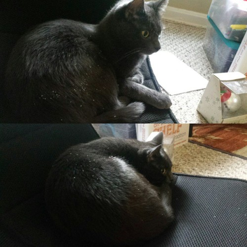 louppreine:  He’s covered in fake snow from climbing in the Christmas tree.