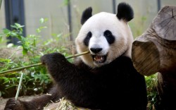 theanimalblog:  Female giant panda Shin Shin eats bamboo in her enclosure at Tokyo’s Ueno zoo. Shin Shin and her mate Ri Ri were confirmed to have mated in March, and now Shin Shin’s hormone levels suggest she may be pregnant.  .Picture: YOSHIKAZU