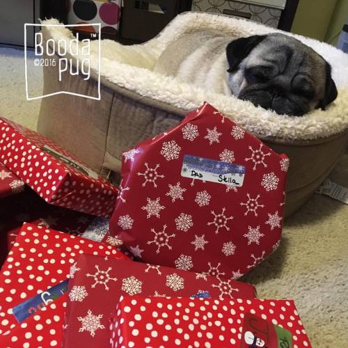 boodapug: Stella wasn’t much help but wrapping is done! #pugs #stella