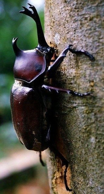 Allomyrina Dichotoma, Also Known As The Japanese Rhinoceros Beetle Or Japanese Horned Beetle, Is A Species