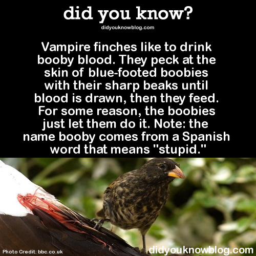 did-you-kno:  Vampire finches like to drink booby blood. They peck at the skin of