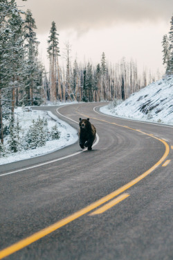 adonisarias:  yellowstone & bears 