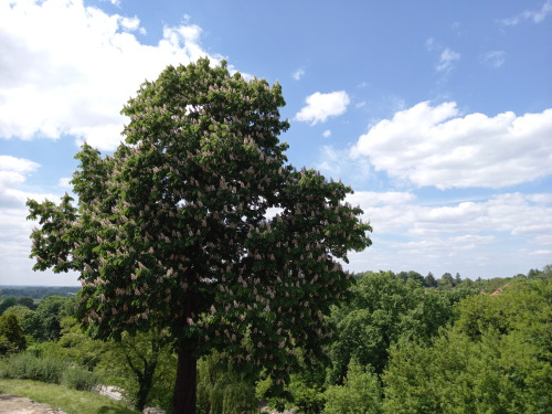 Blooming Chestnut, Sandomierz, 03.06.2021